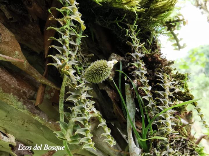 Dichaea poicillantha