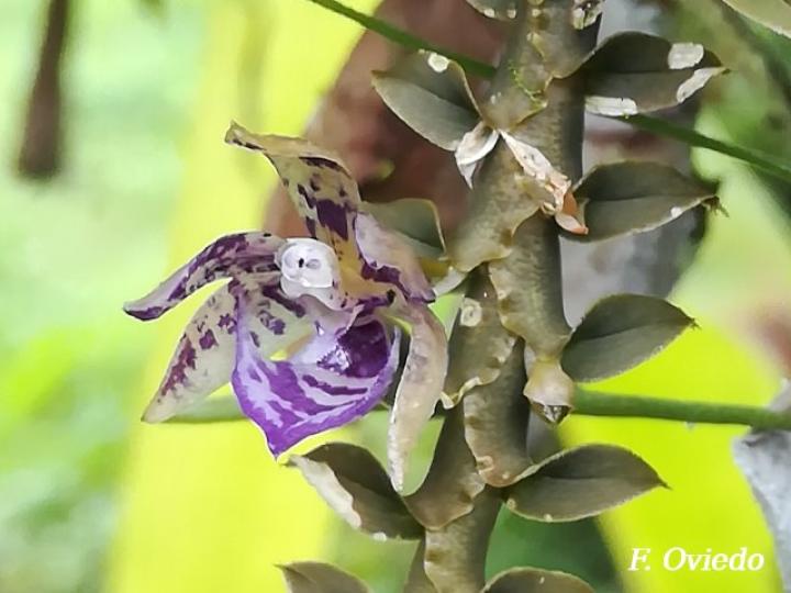 Dichaea poicillantha