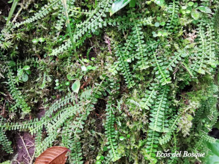 Dichaea tuerckheimii