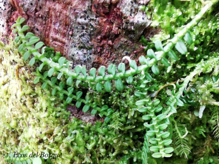 Dichaea tuerckheimii