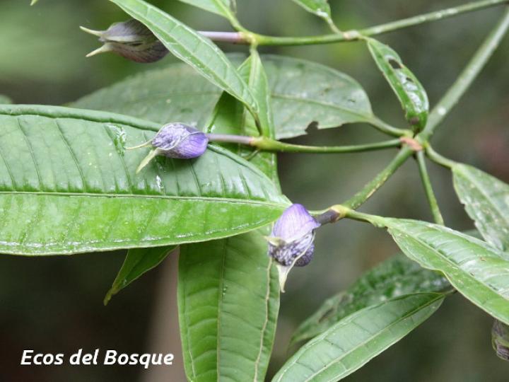 Faramea suerrensis Faramea suerrensis