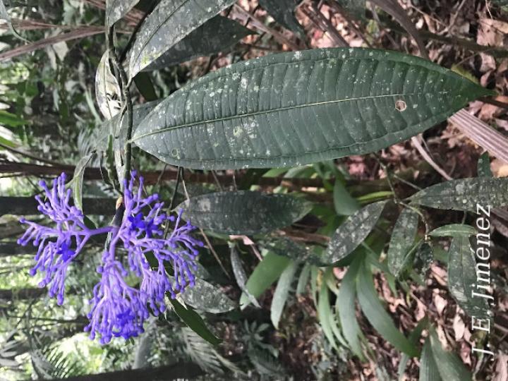 Faramea suerrensis Faramea suerrensis