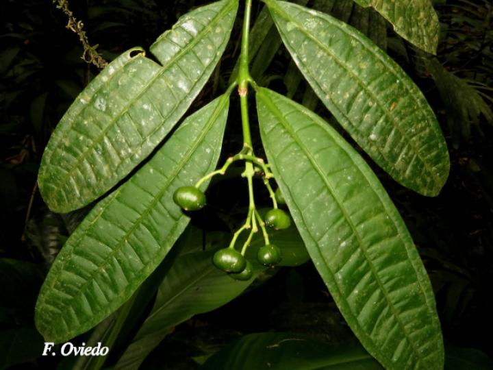 Faramea suerrensis Faramea suerrensis