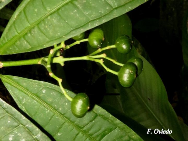 Faramea suerrensis Faramea suerrensis