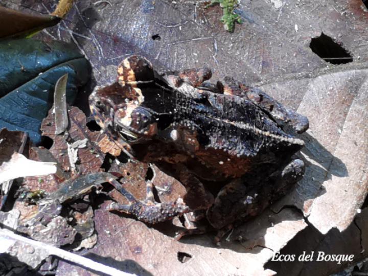 Incilius melanochlorus (Sapo de bosque húmedo)