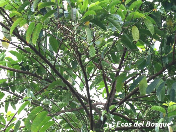 Laetia procera (Manga larga colarada) Laetia procera (Manga larga colarada)