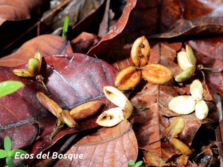 Laetia procera (Manga larga colarada) Laetia procera (Manga larga colarada)