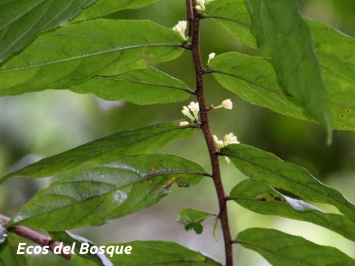 Laetia procera (Manga larga colarada) Laetia procera (Manga larga colarada)