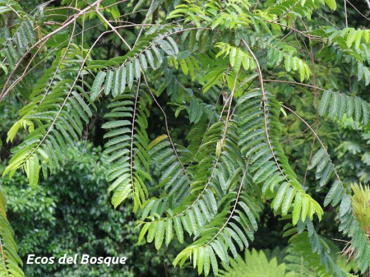 Laetia procera (Manga larga colarada) Laetia procera (Manga larga colarada)