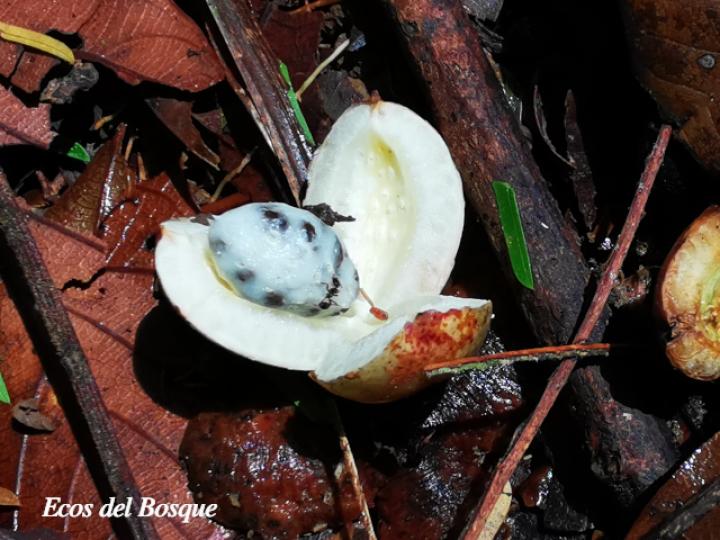 Laetia procera (Manga larga colarada) Laetia procera (Manga larga colarada)