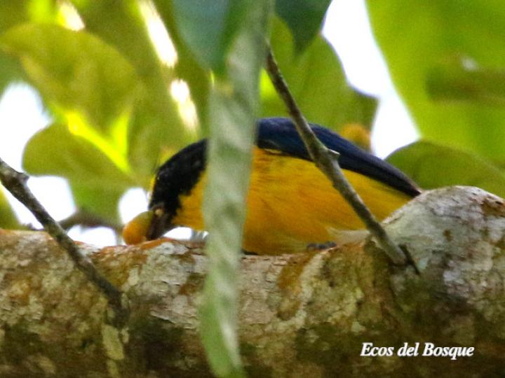 Eufonia gorgiamarilla alimentándose de frutos de esta Lycianthes