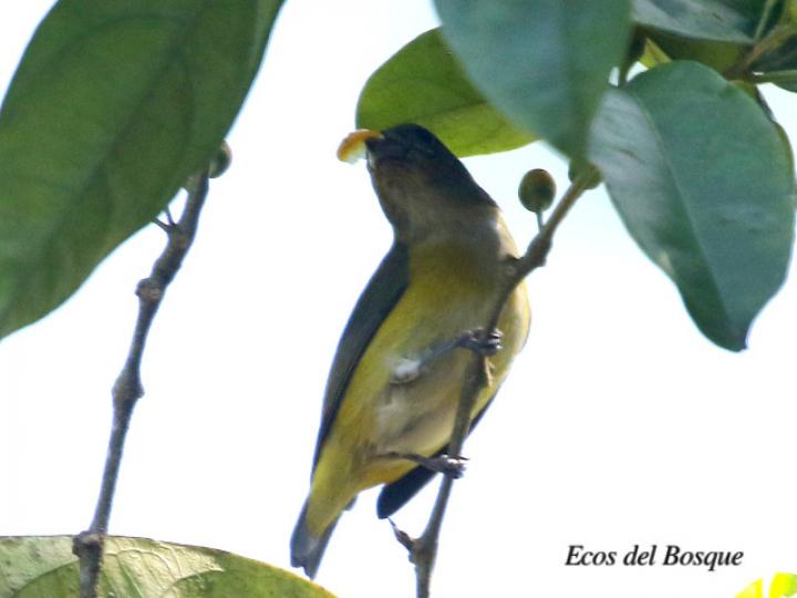 Eufonia gorgiamarilla alimentándose de frutos de esta Lycianthes