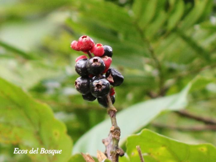 Miconia gracilis