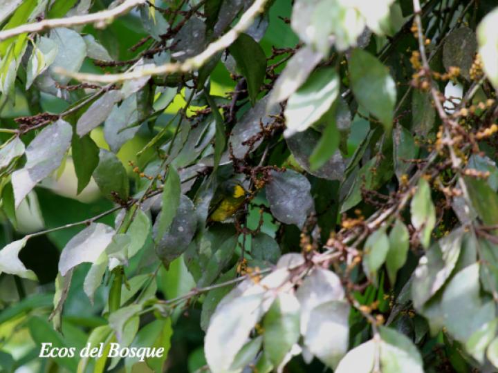 Phoradendron burgeri (Matapalo)