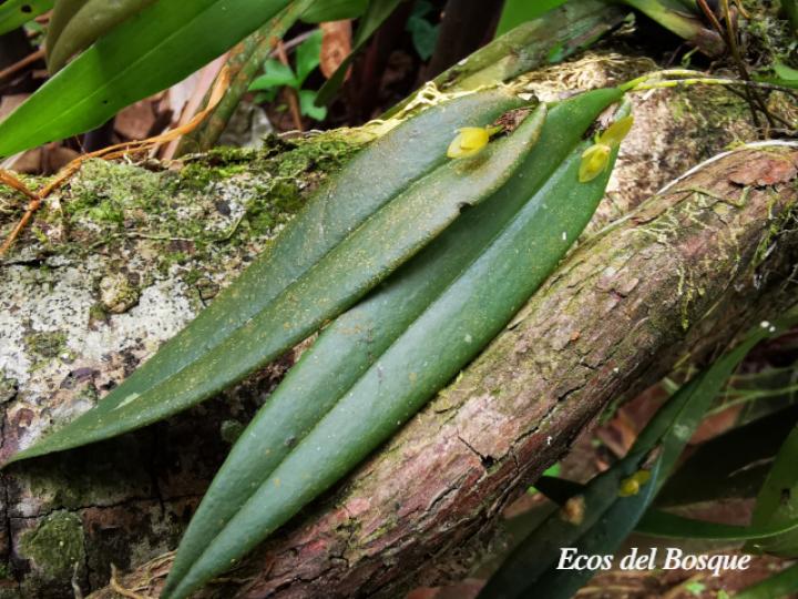 Pleurothallis discoidea