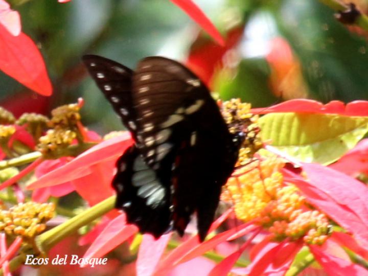 Pterourus birchallii bryki (Cola de golondrina verde lavado)