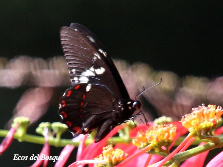 Pterourus birchallii bryki (Cola de golondrina verde lavado)