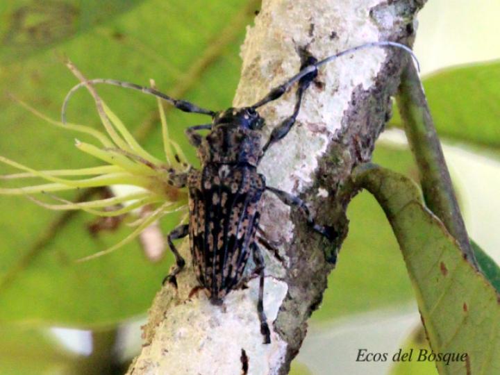 Steirastoma histrionica
