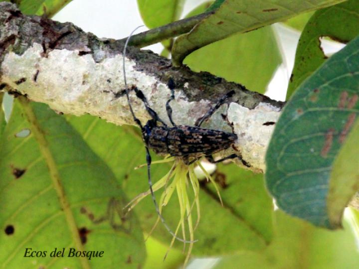 Steirastoma histrionica