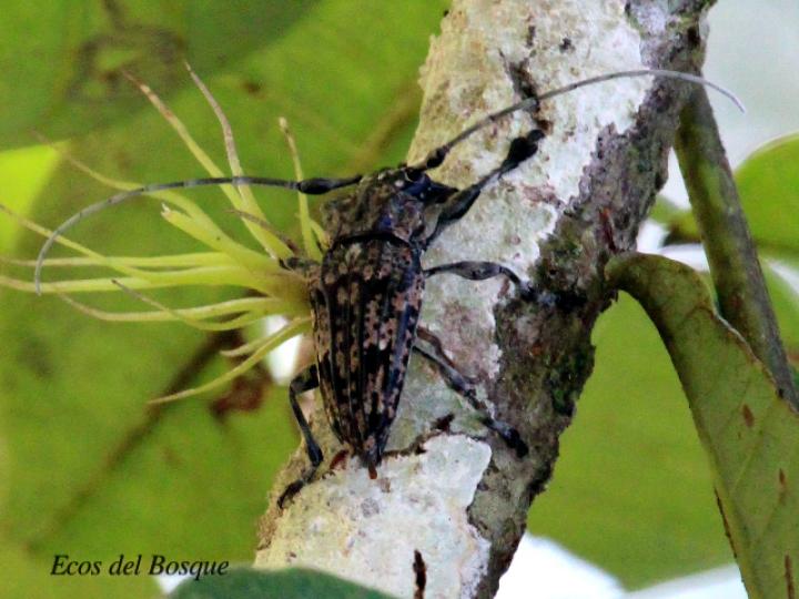 Steirastoma histrionica