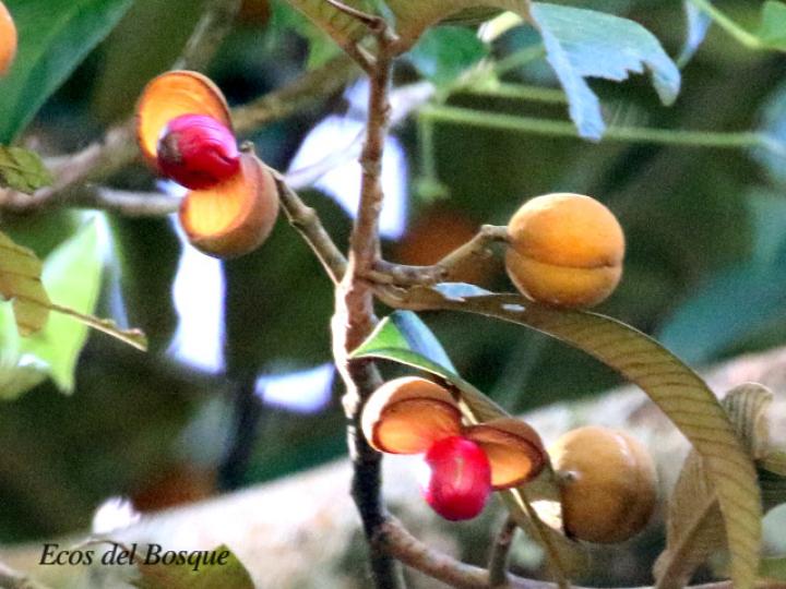 Virola koschnyi (Fruta dorada)