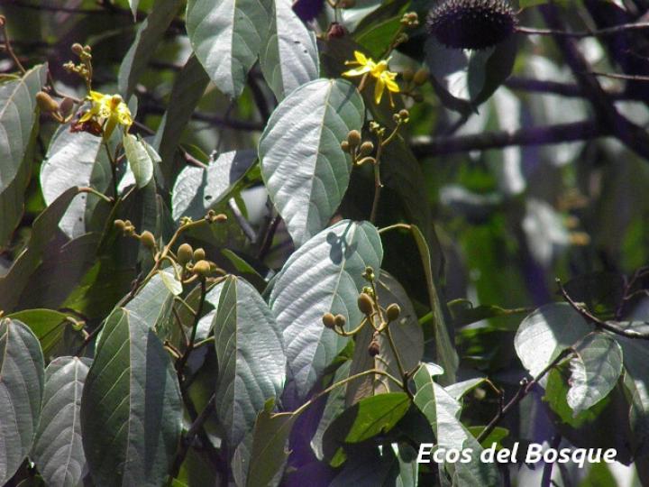 Apeiba membranacea (Peine de mico)
