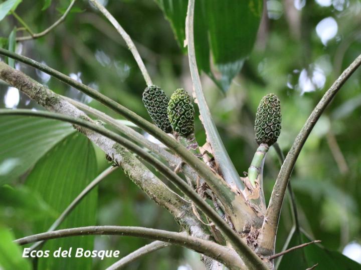 Asplundia utilis (Cola de gallo)