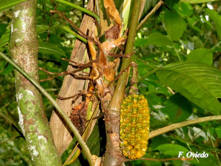 Asplundia utilis (Cola de gallo)