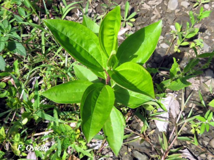 Baccharis pedunculata