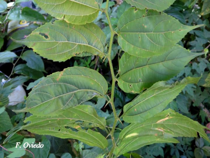 Celtis iguanaea (Cagalera)