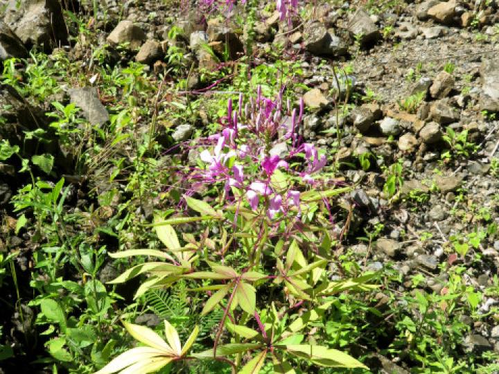Cleome speciosa (Alelí, Pata de gallo)