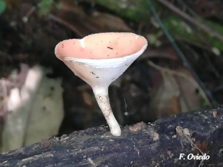 Cookeina speciosa (Copitas)