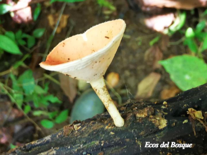 Cookeina speciosa (Copitas)