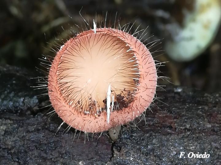 Cookeina tricholoma (Copitas peludas)