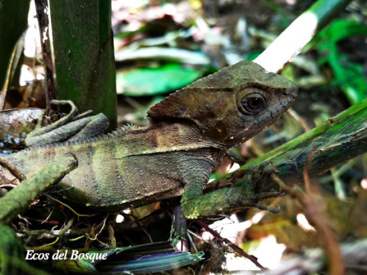 Corythophanes cristatus (Camaleón crestado) Corythophanes cristatus (Camaleón crestado)