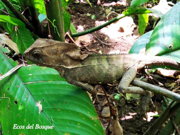 Corythophanes cristatus (Camaleón crestado) Corythophanes cristatus (Camaleón crestado)