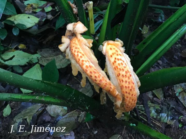 Dieffenbachia nitidipetiolata (Sainillo)