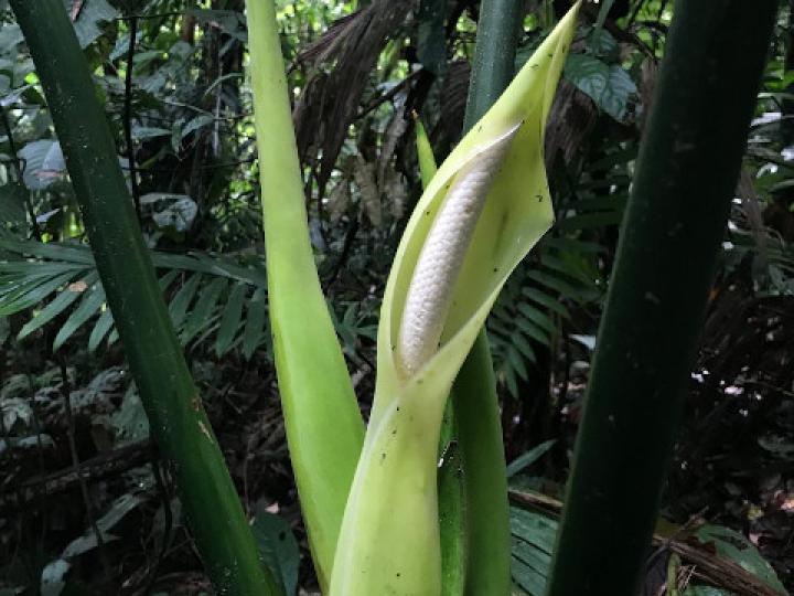 Dieffenbachia nitidipetiolata (Sainillo)