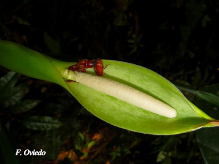 Dieffenbachia nitidipetiolata (Sainillo)