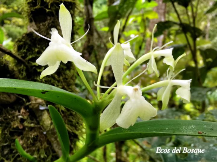 Epidendrum trialatum