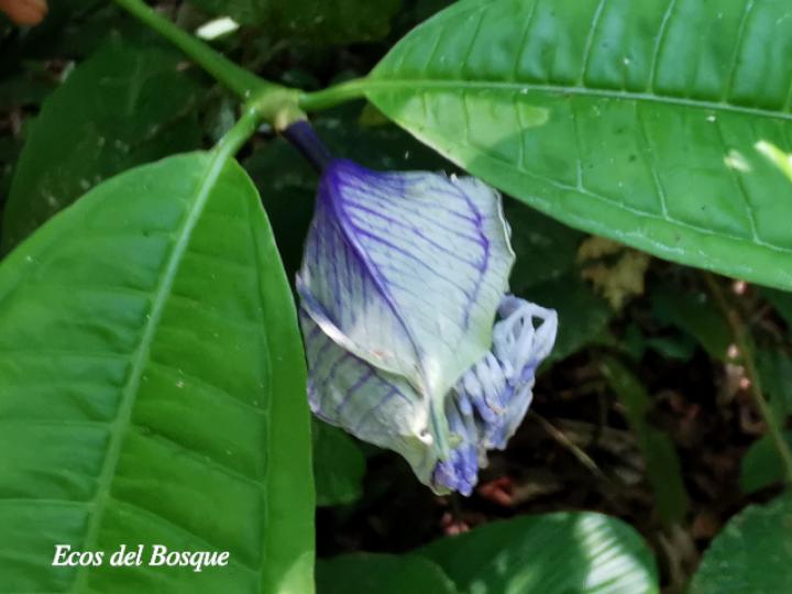 Faramea suerrensis Faramea suerrensis