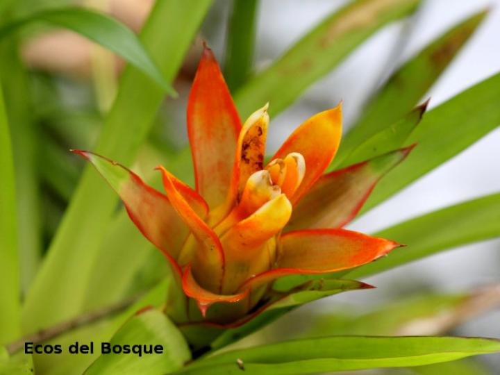Guzmania lingulata