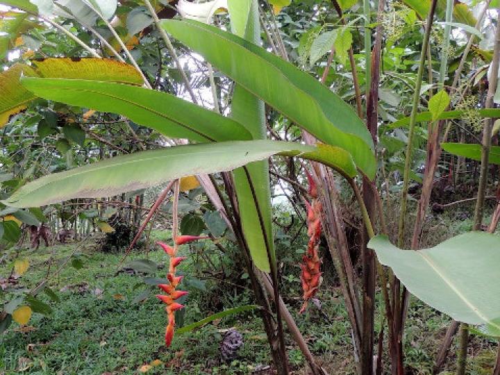 Heliconia regalis