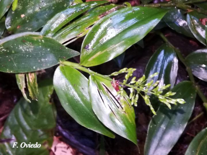 Ichnanthus nemorosus