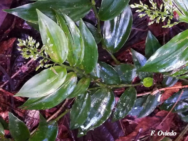 Ichnanthus nemorosus