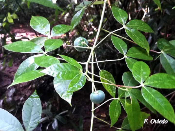 Manihot brachyloba (Yuca silvestre)