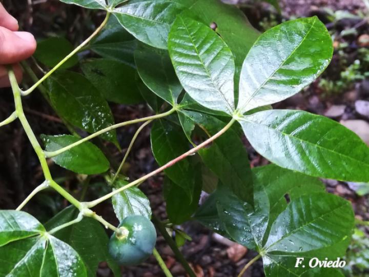 Manihot brachyloba (Yuca silvestre)