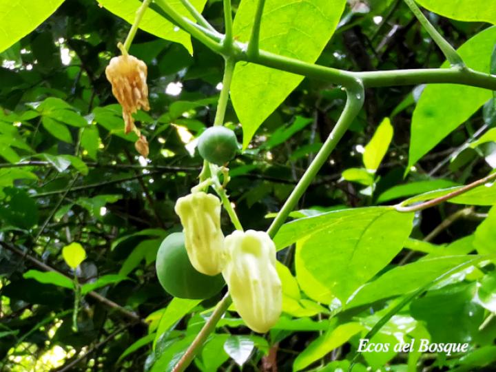 Manihot brachyloba (Yuca silvestre)