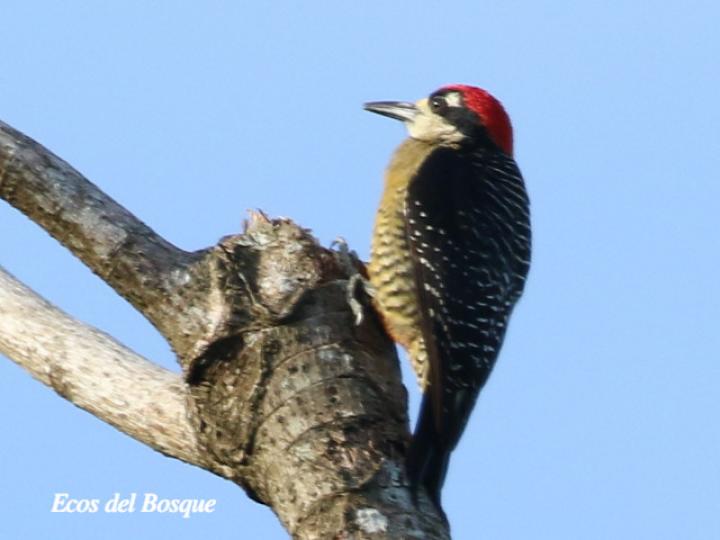Melanerpes pucherani (Carpintero carinegro)