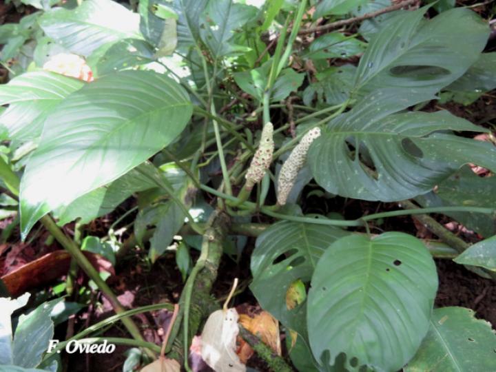 Monstera adansonii (Chirrivaca, Piñamona)